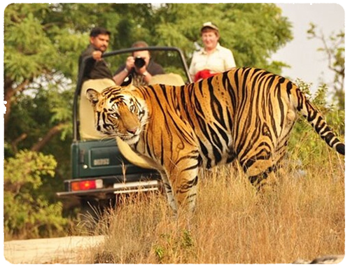 Jaipur To Ranthambore Taxi Service